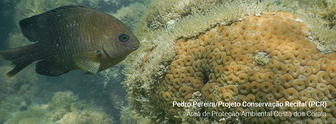 Área de Proteção Ambiental Costa dos Corais
